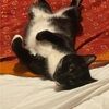 taco__cat